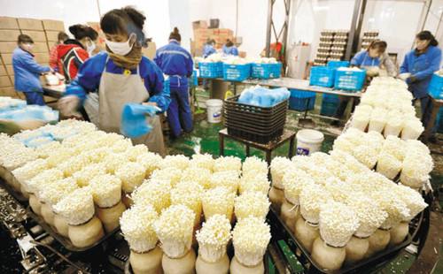 食用菌成扶贫“菌”快检、无菌冷灌装按下产业快进键